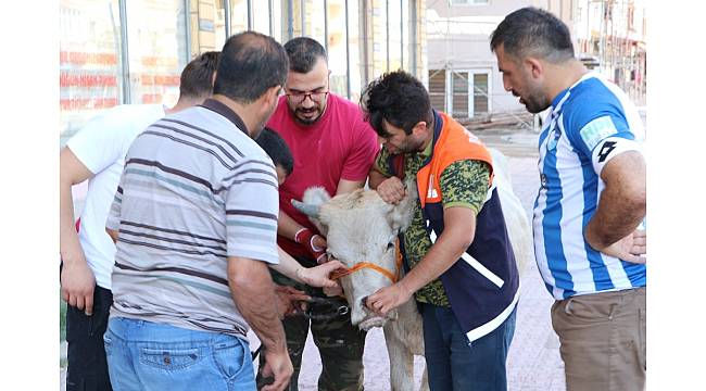 Kaçan kurbanlık boğa sahiplerini 20 kilometre peşinde koşturdu